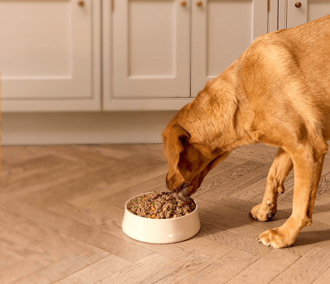 Labrador eating Butternut Box dog food