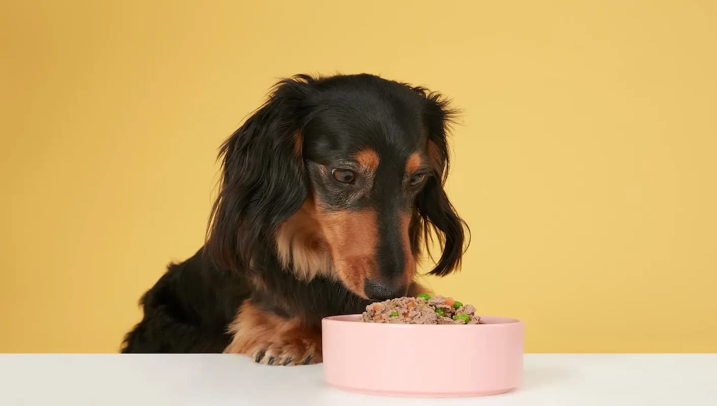 Dachshund eating Butternut Box from a pink bowl on a table