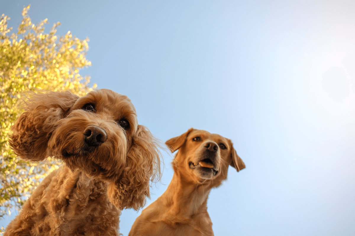 Top-down shot of two dogs