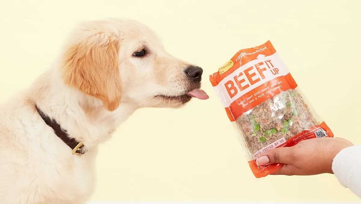 Golden retriver puppy eating beef