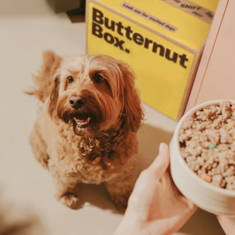 Cockapoo with  bowl