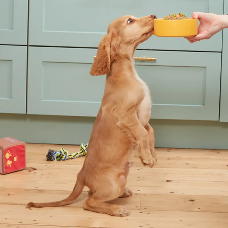 Puppy sniffing bowl