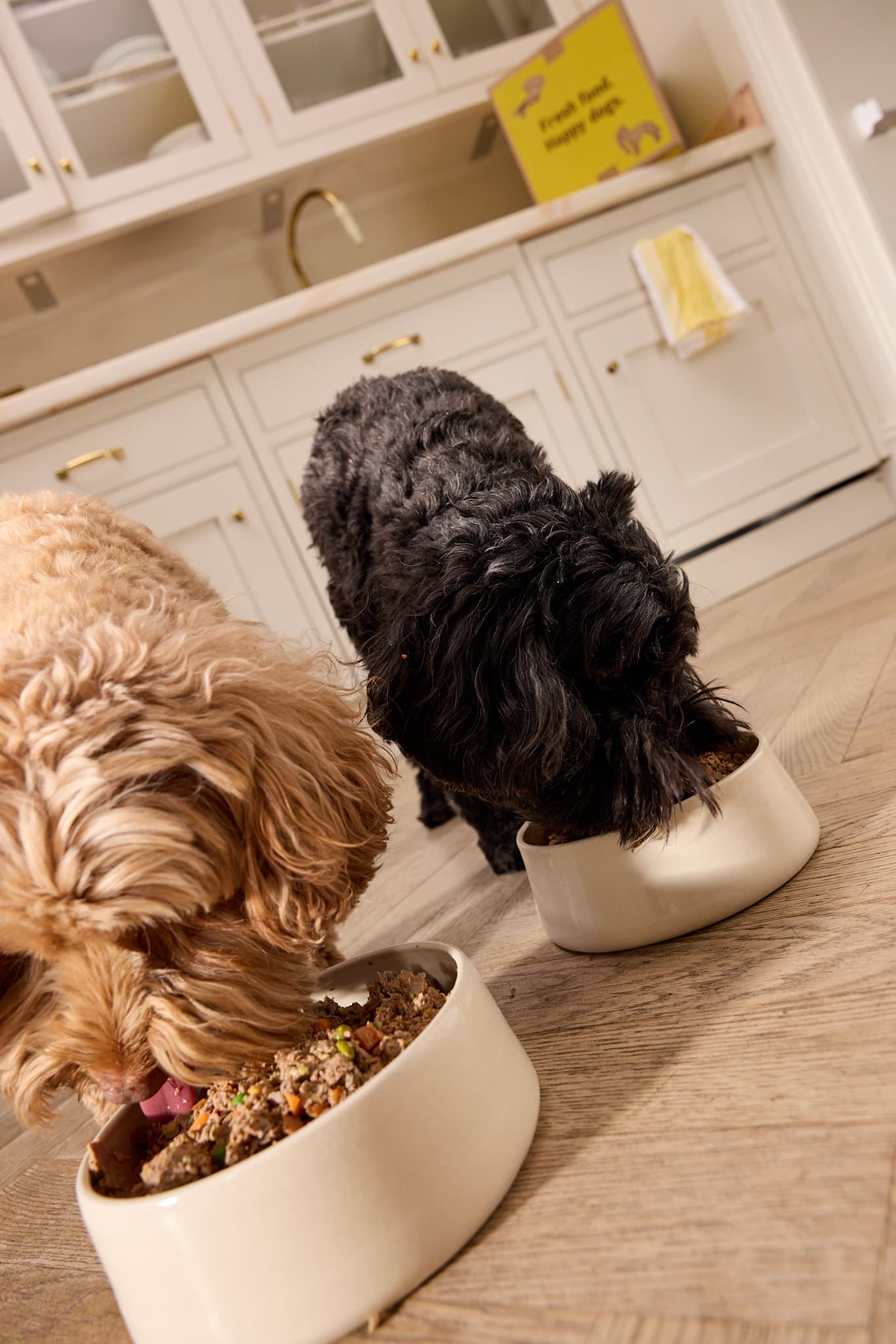 Two Cavapoos eating their Butternut Box dog food out of the bowl