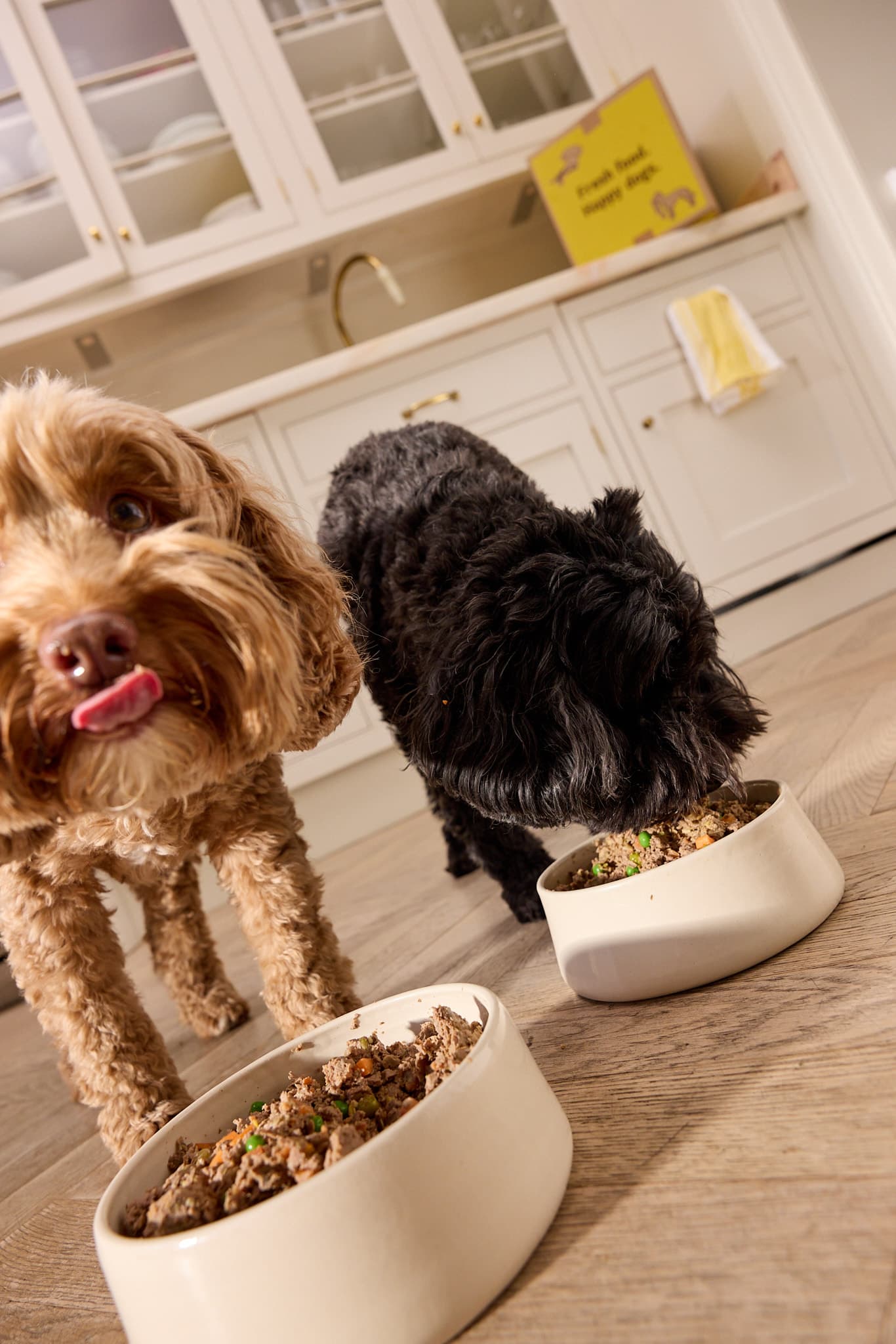 Two Cavapoos eating their Butternut Box dog food out of a bowl on the floor