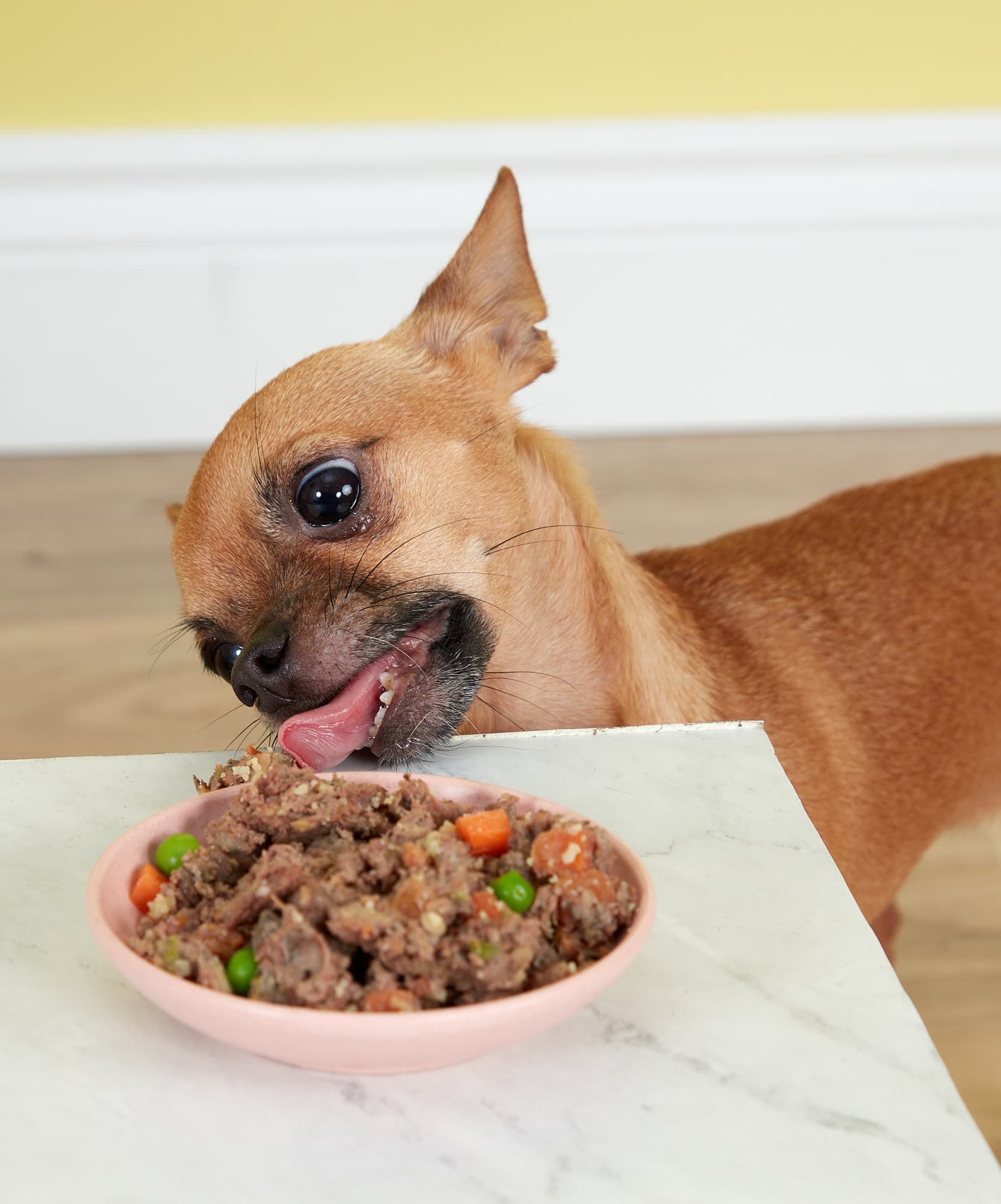 Robin the Chihuahua eating Butternut Box dog food