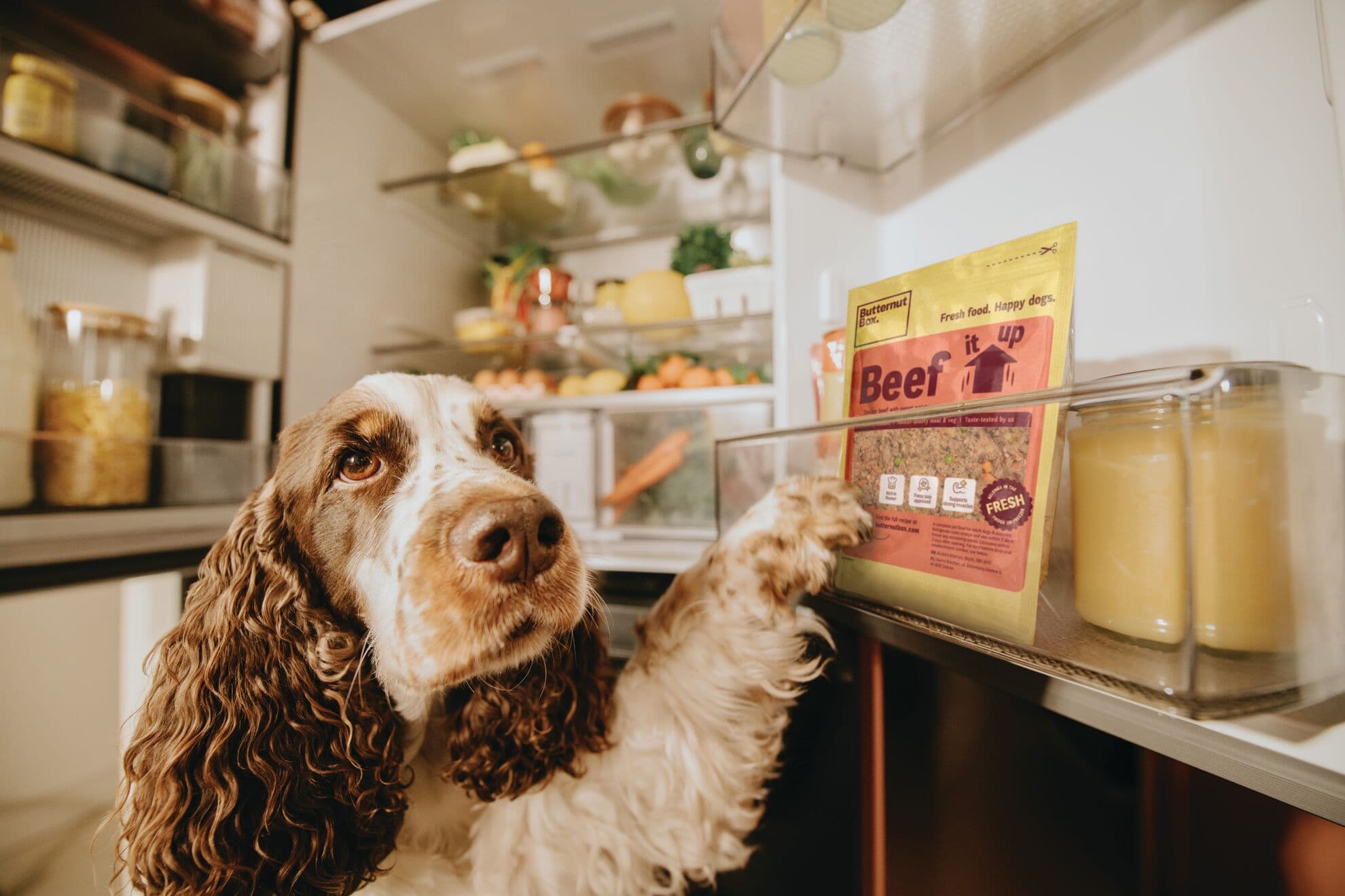 Dog with paw on open fridge door, looking at Butternut Box beef dog food pack.