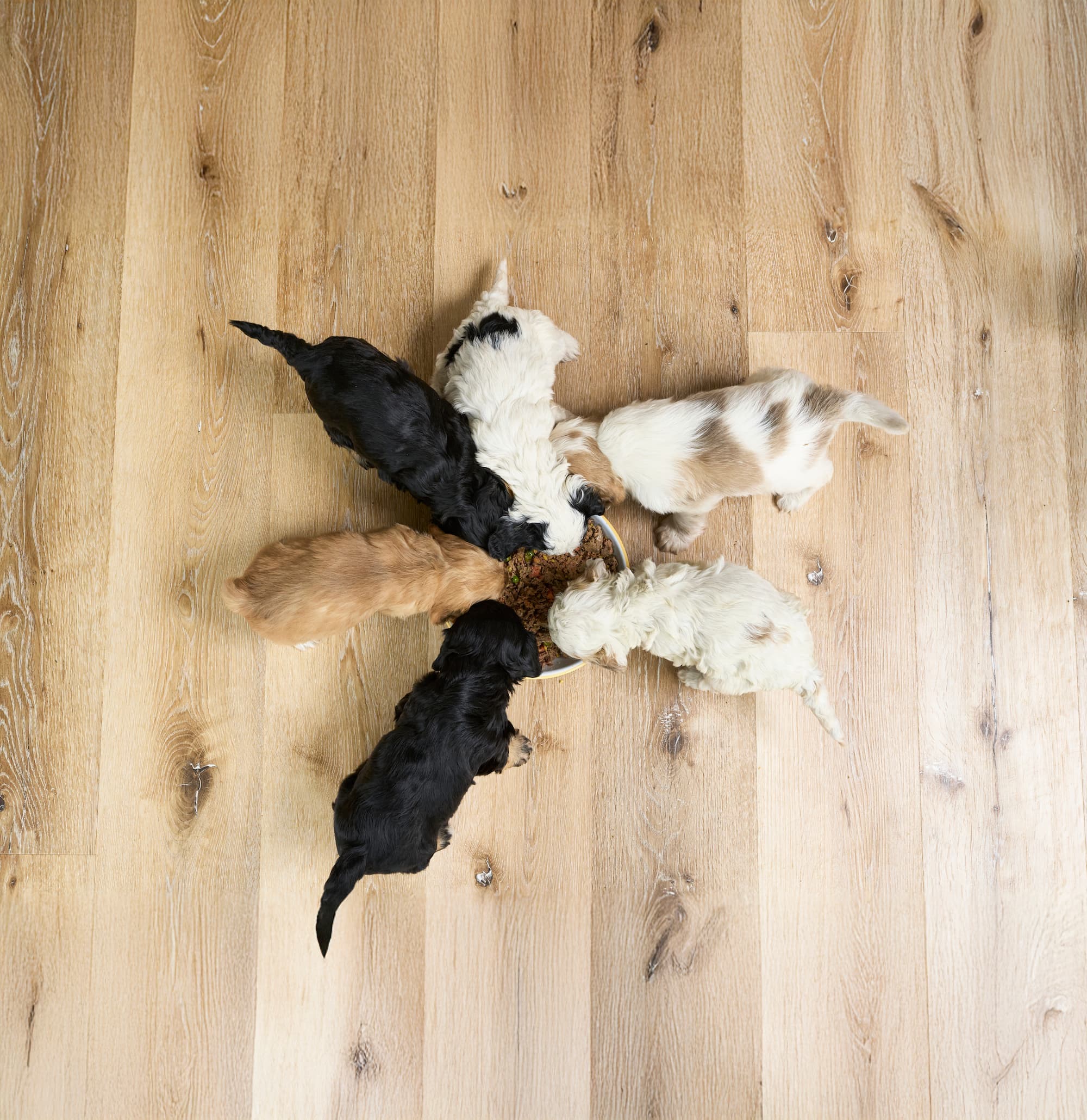 Six puppies eating out of the same bowl