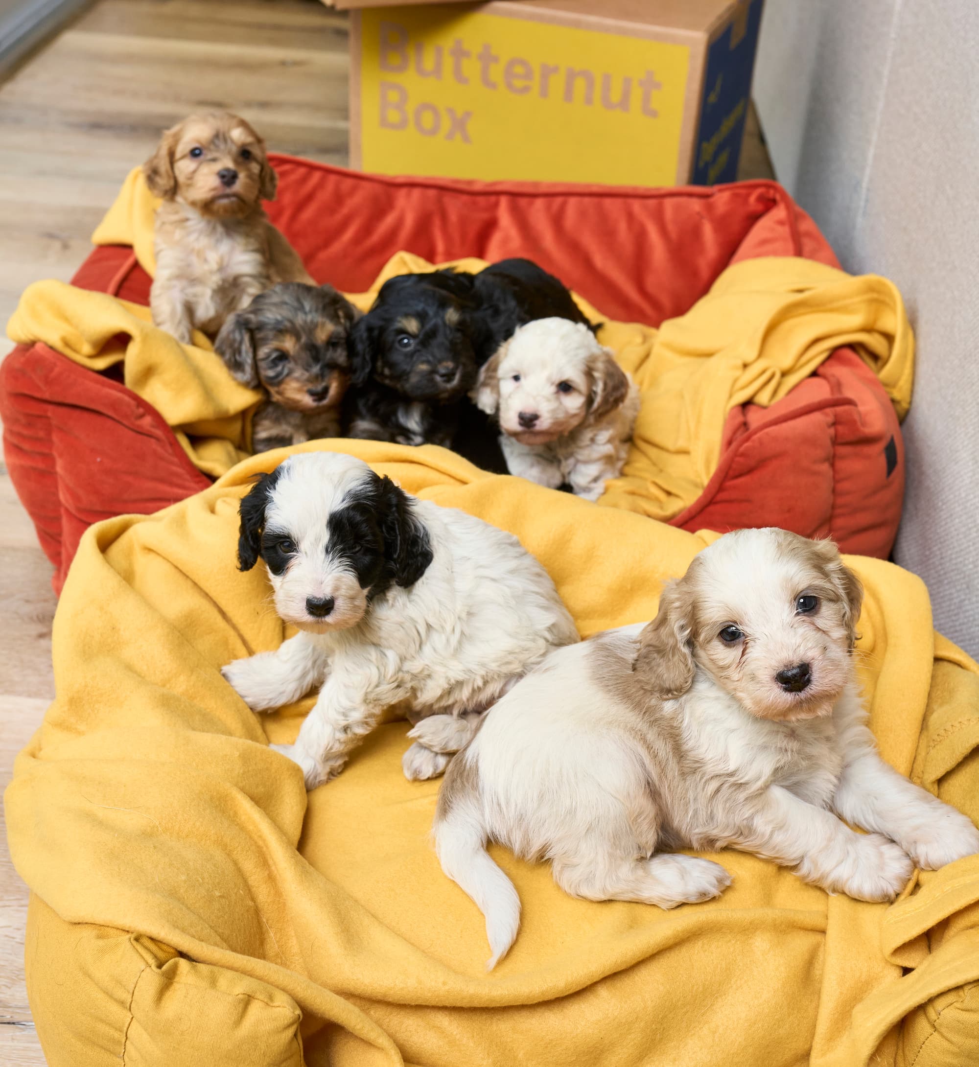 Puppies lying down next to a Butternut Box