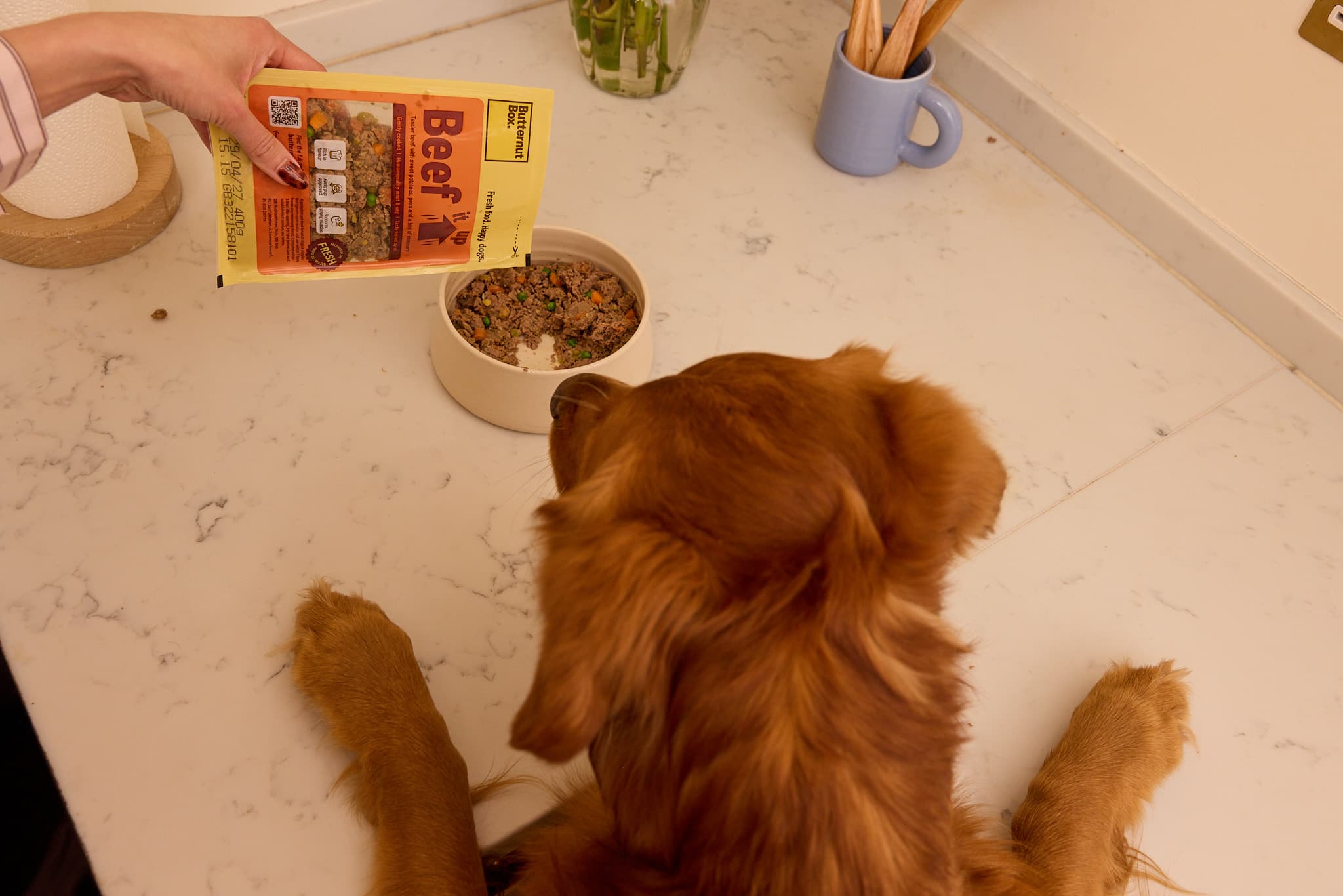 Golden Retriever jumping up on the kitchen counter to eat Butternut Box dog food