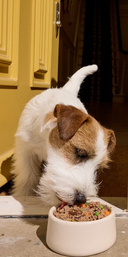 Jack Russell eating Butternut Box dog food