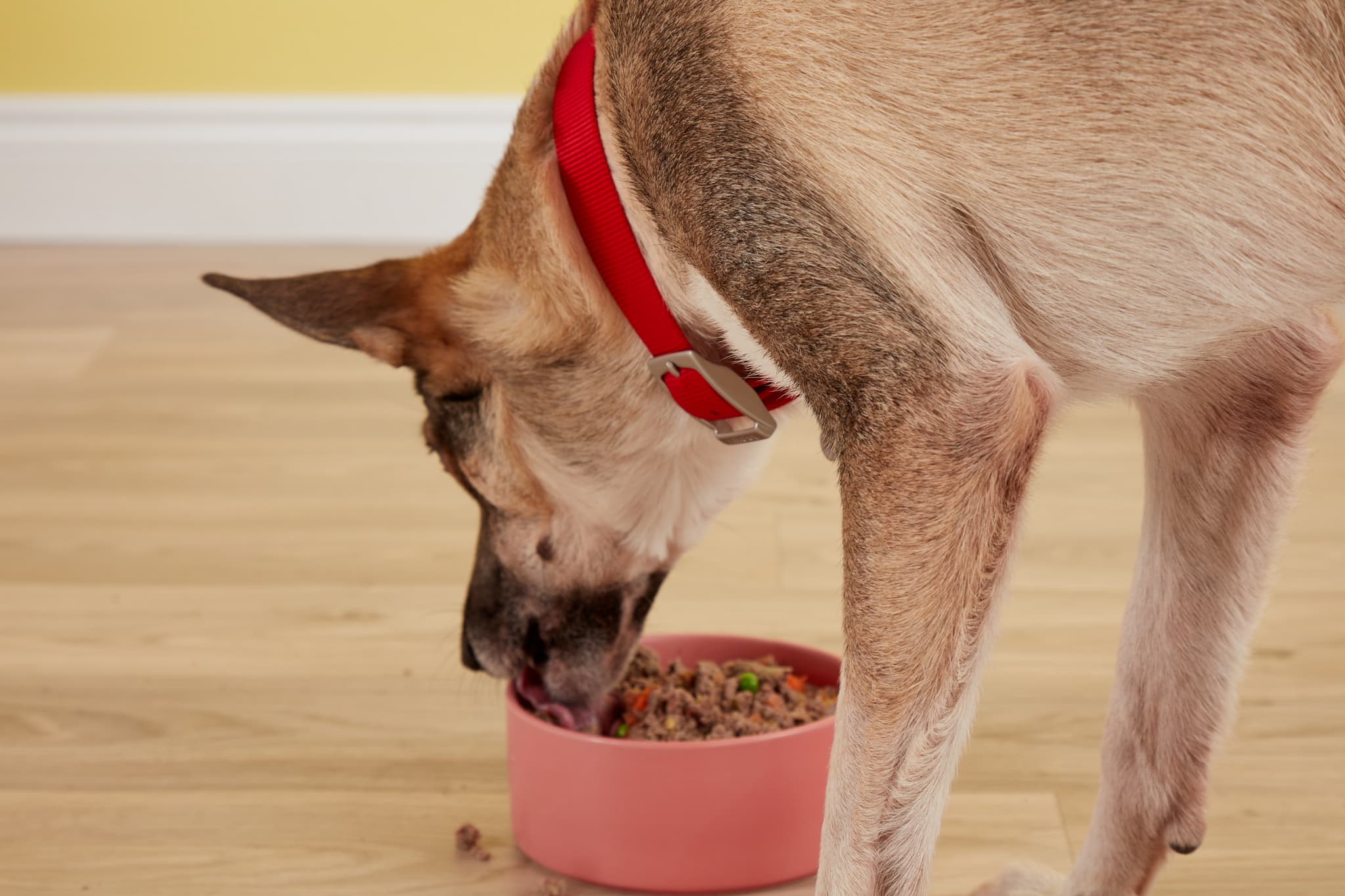 Teddy the senior dog enjoying his Butternut Box fresh dog food