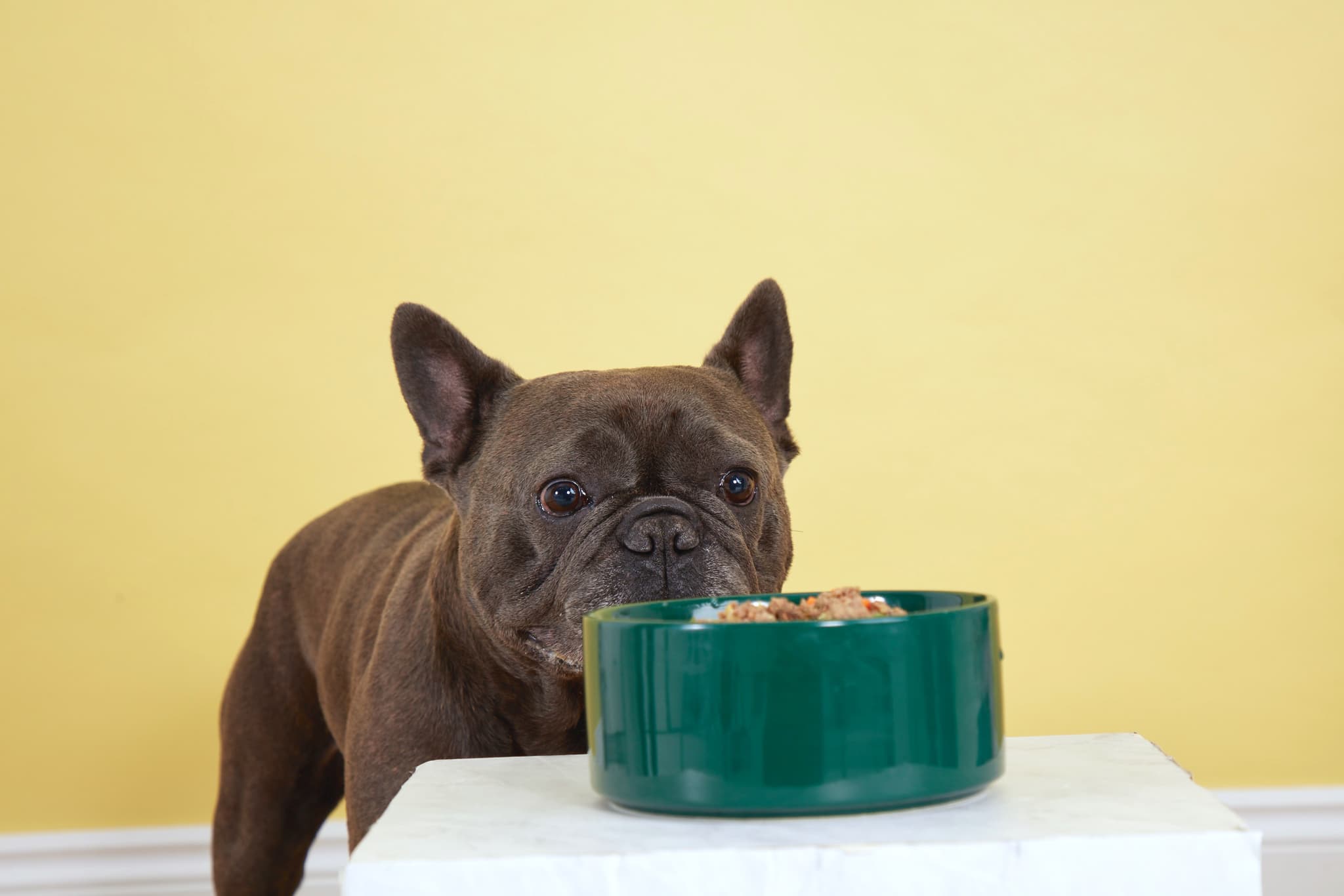 Leo the French Bulldog staring at his bowl of Butternut Box fresh dog food