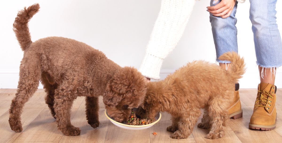 Dog Food Loved by Fussy Eaters: OG Image
