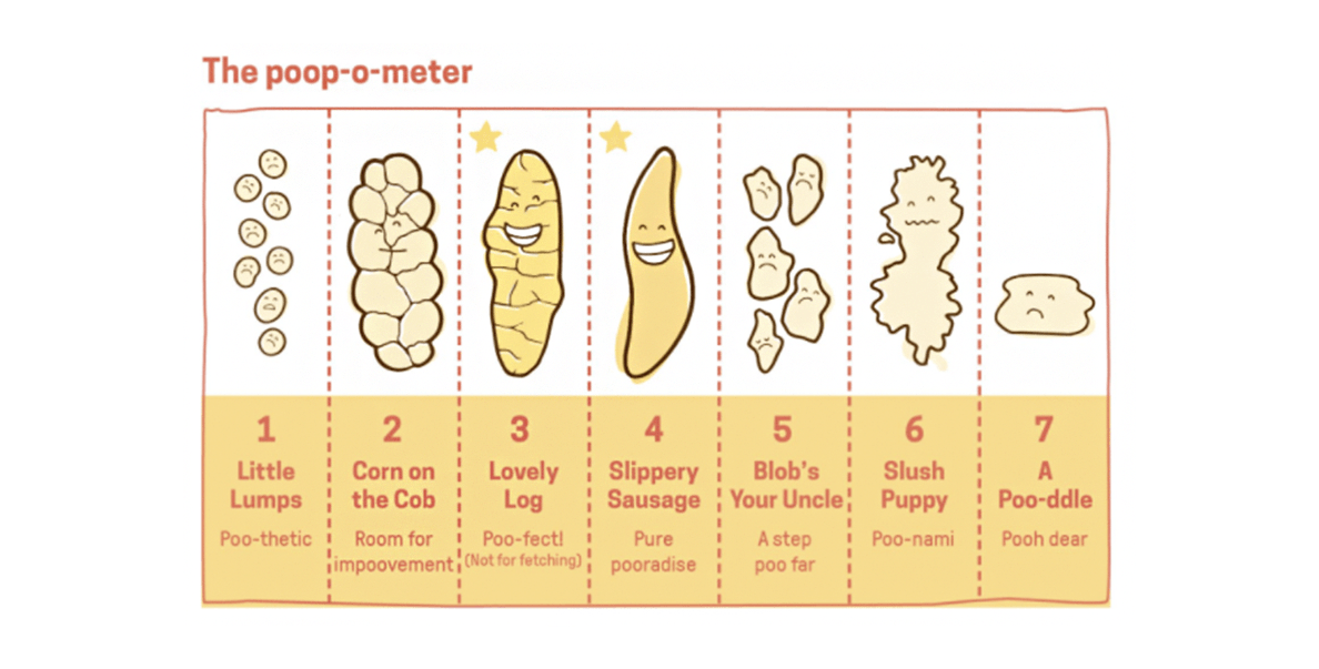 Puppy poo guide