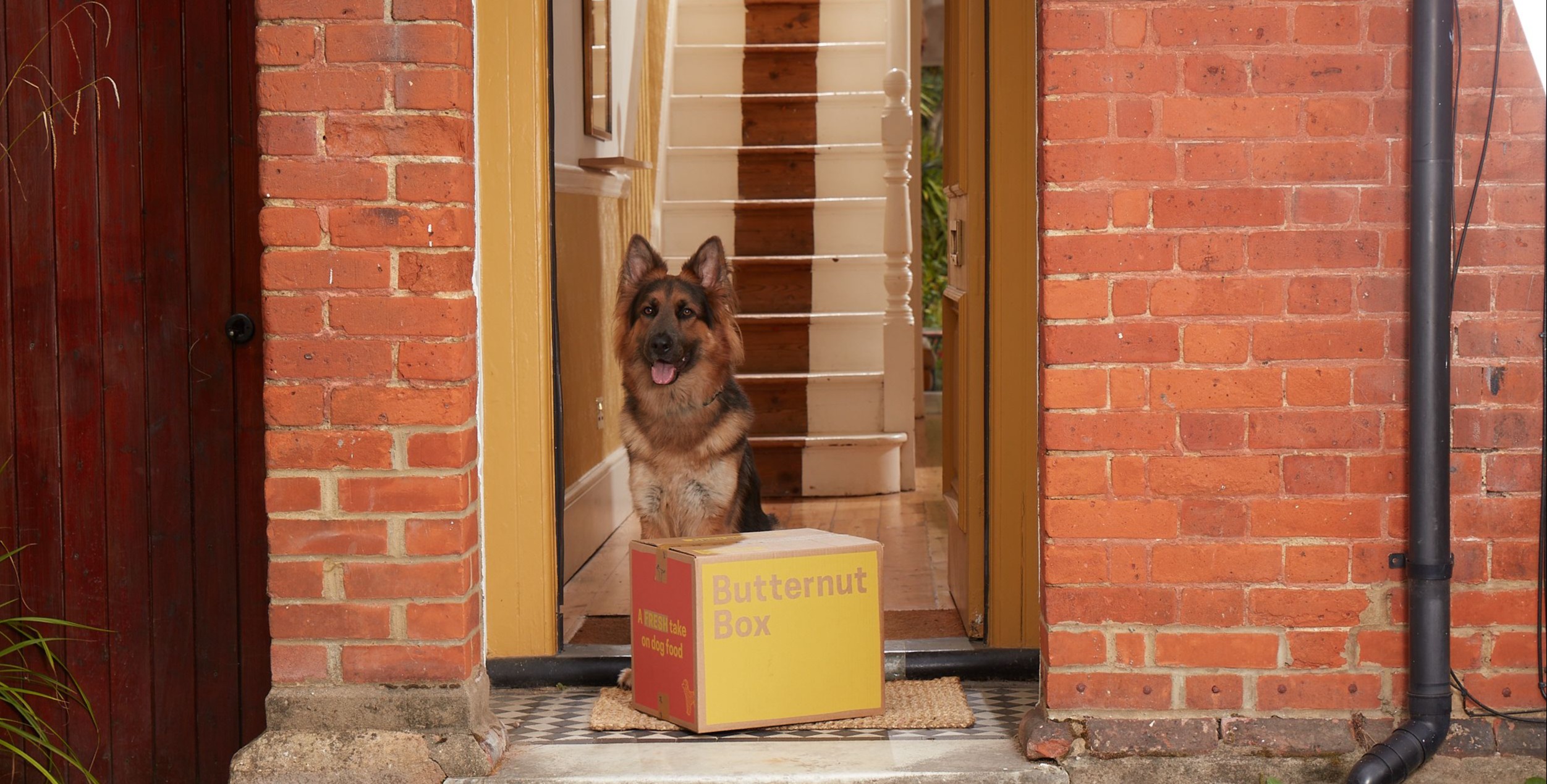 Dog and box delivery day