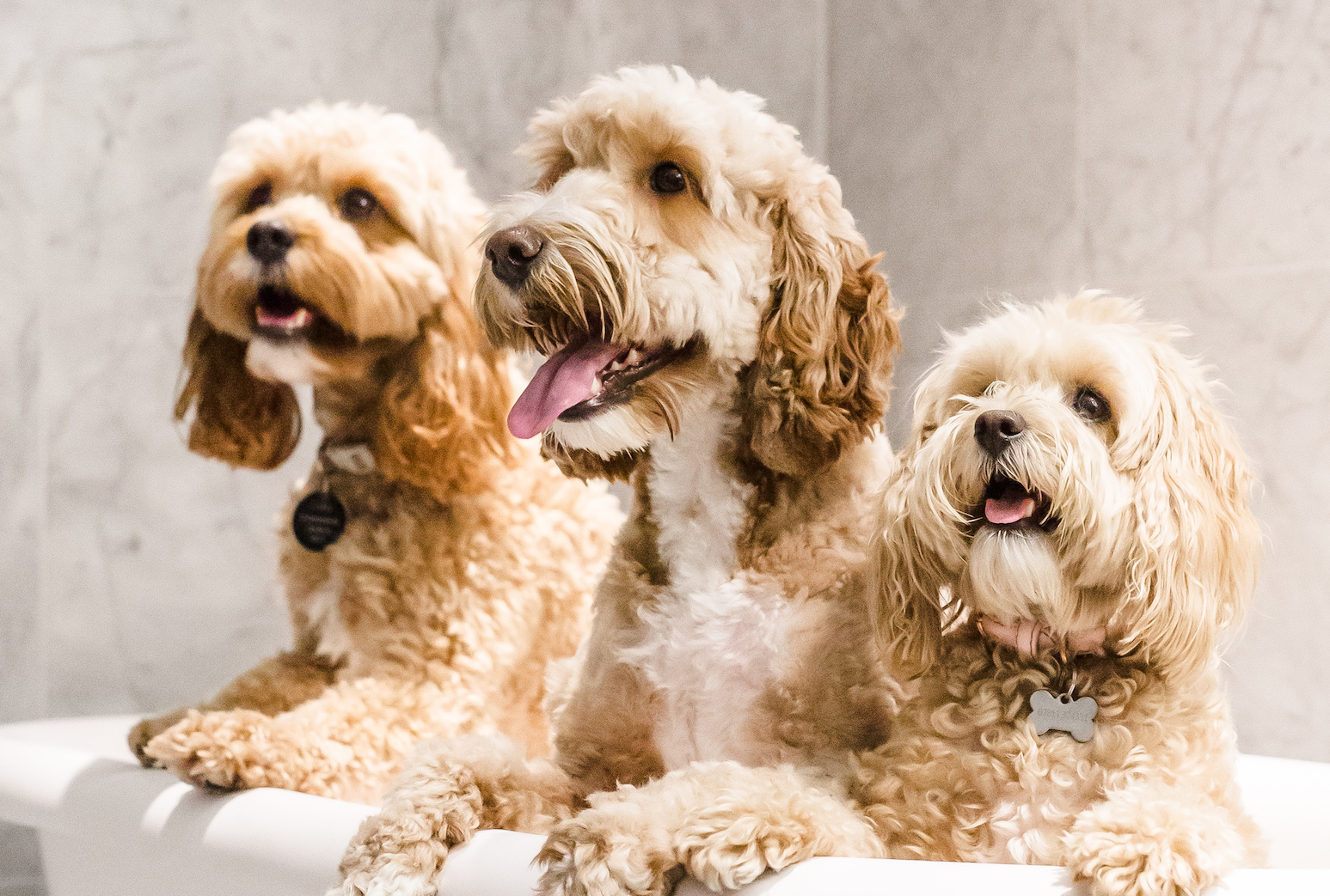 Best Food for Cavapoo