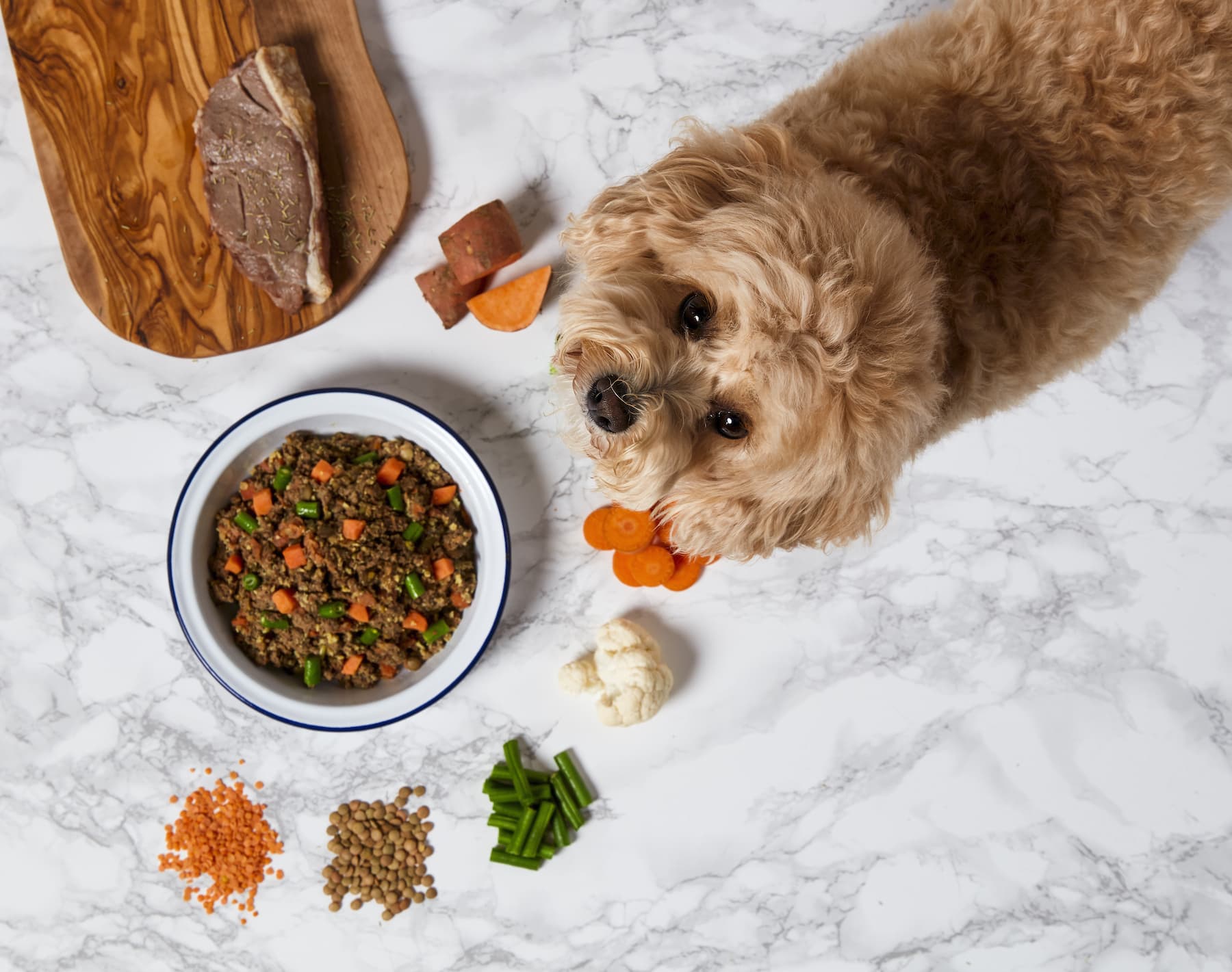 Best Food for Cavapoo